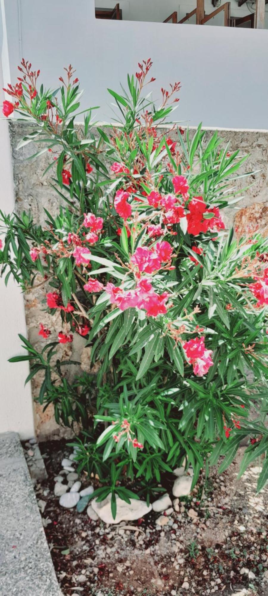 Sunblaze Studios1 Spetses ภายนอก รูปภาพ